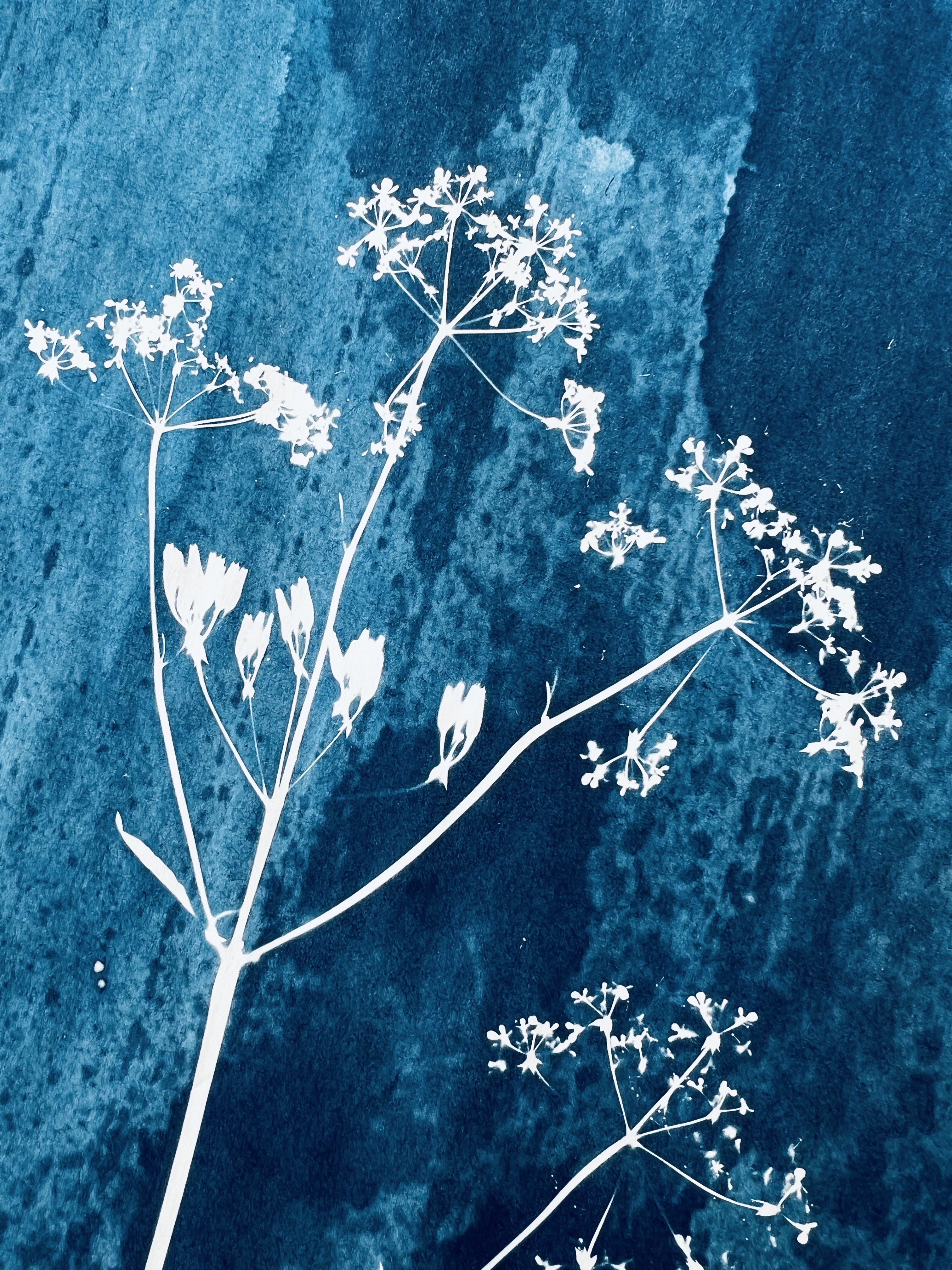 Anthriscus sylvestris